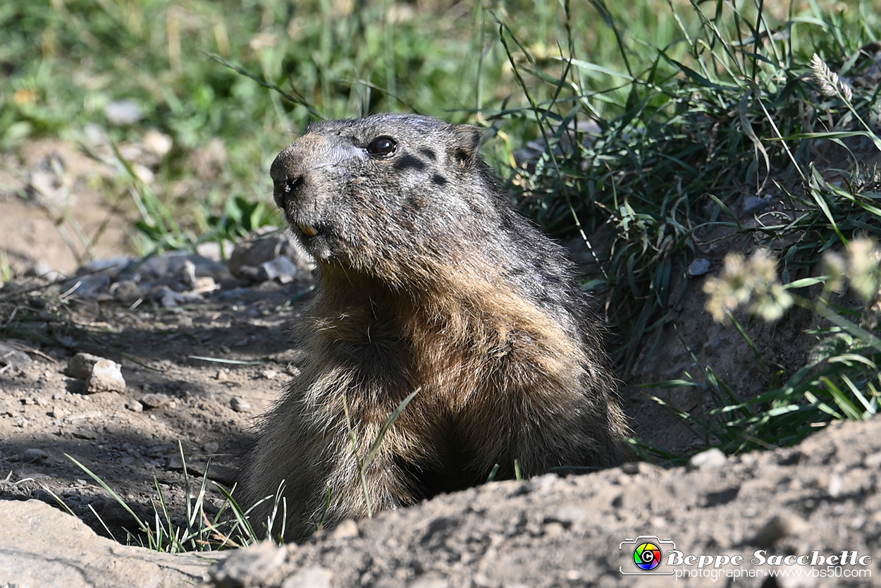 VBS_1 -  Plateau du Mont-Cenise, Grand Croix, Marmotte_-_0082 mt.jpg